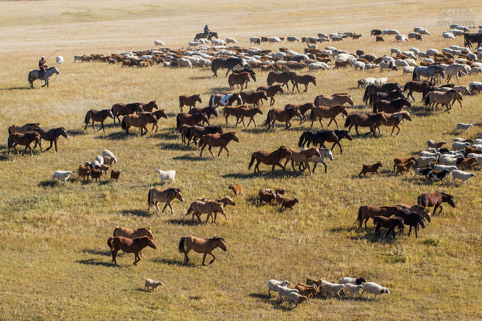 Hustai - Nomaden met kuddes We ontmoetten ook enkele Mongoolse nomaden die hun grote kuddes van paarden, koeien en schapen aan het verplaatsen waren naar het winter kamp. Na de zomer breken ze hun gers (traditionele Mongoolse tenten) op en verhuizen alle dieren naar een andere plaats waar ze de lange koude winter kunnen doorbrengen. Stefan Cruysberghs